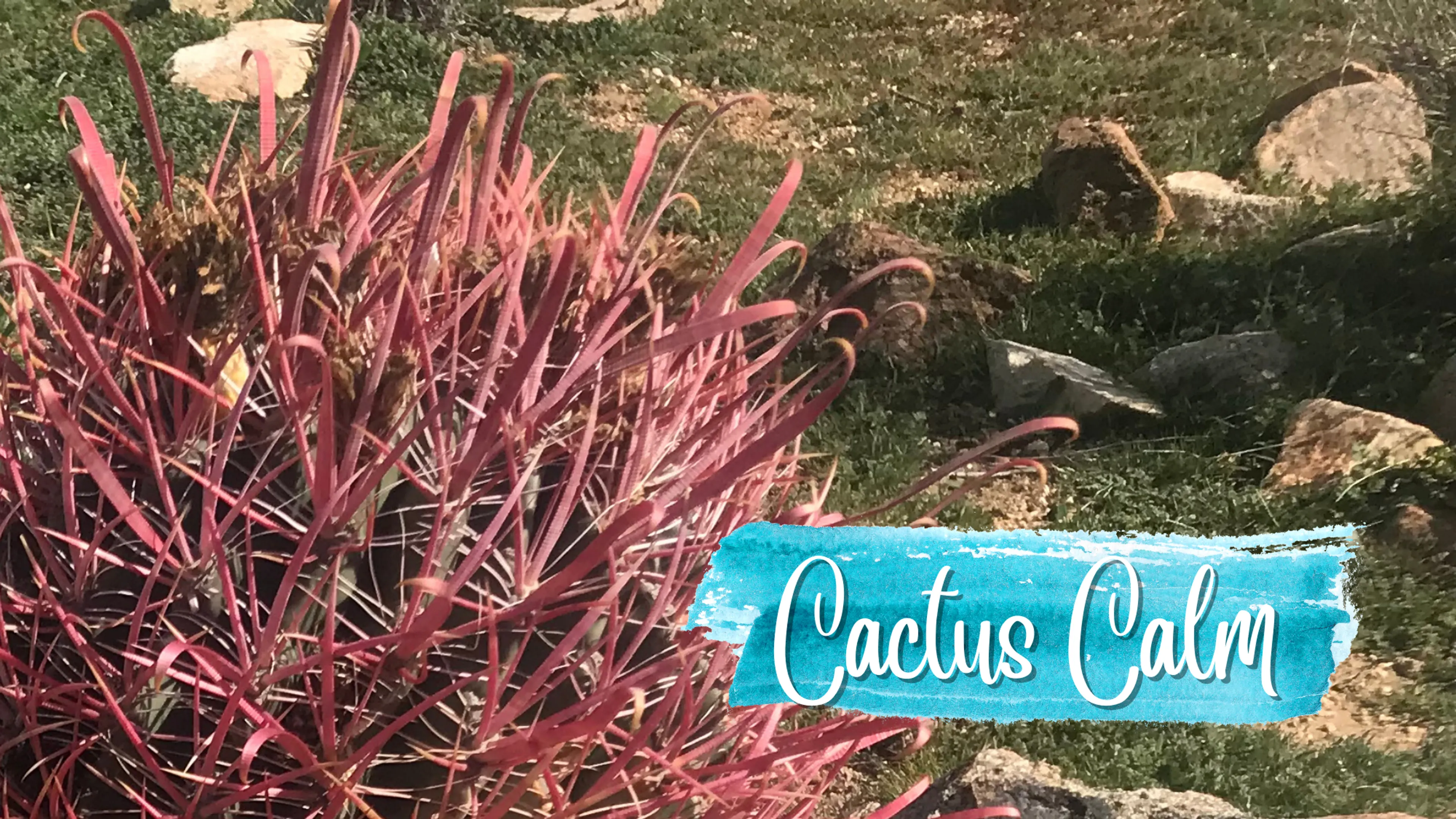 Cactus Calm poster